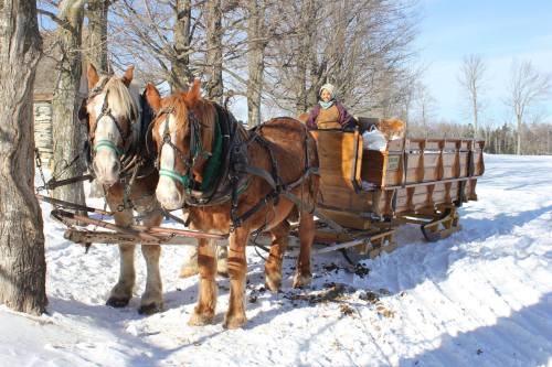 A horse-drawn sleigh in a snowy landscape, with two horses and a person sitting in the sleigh. Trees in the background.