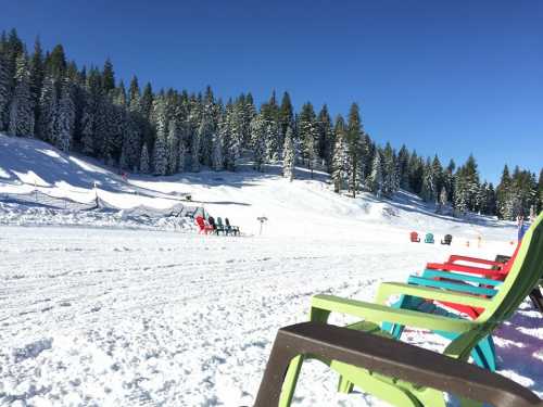 Colorful chairs lined up on a snowy landscape, surrounded by tall evergreen trees under a clear blue sky.