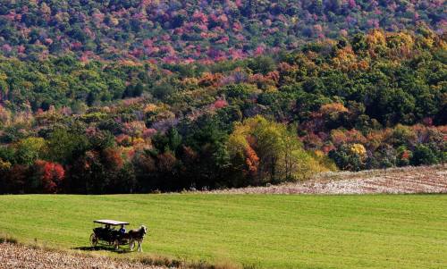 A horse-drawn carriage in a green field, surrounded by vibrant autumn foliage on rolling hills.