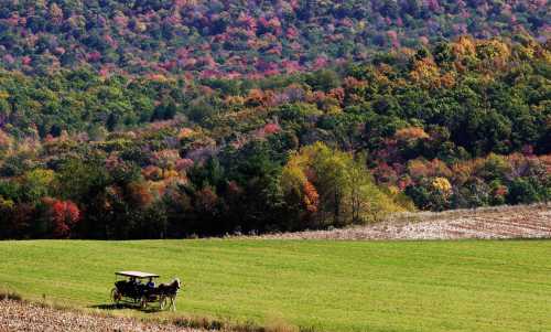 A horse-drawn carriage in a green field, surrounded by vibrant autumn foliage on rolling hills.