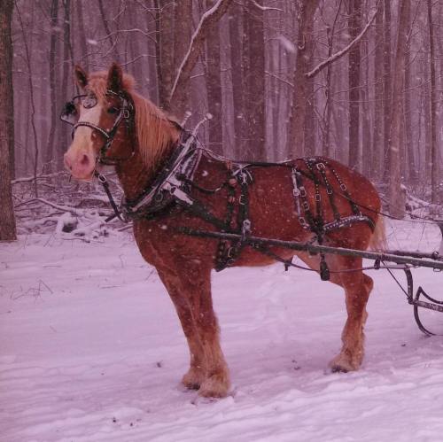 A horse in harness stands in a snowy forest, surrounded by trees, with snowflakes gently falling around it.