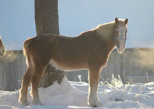 A brown horse stands in the snow, backlit by sunlight, with a tree in the background.
