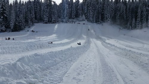 A snowy hill with people sledding down, surrounded by tall evergreen trees and a clear blue sky.