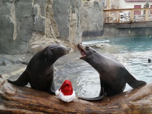 Two seals playfully interacting near a festive red Santa hat on a log by a rocky pool.