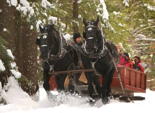 Two black horses pull a sled through a snowy forest, with people bundled up in the sled enjoying the ride.