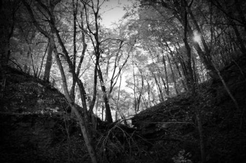 A black and white photo of a dense forest with tall trees and a sunlit clearing between two slopes.