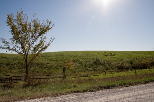 A sunny landscape featuring a grassy field, a lone tree, and a gravel road under a clear blue sky.