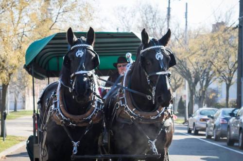 Two black horses pull a carriage down a tree-lined street, with a driver seated behind them.
