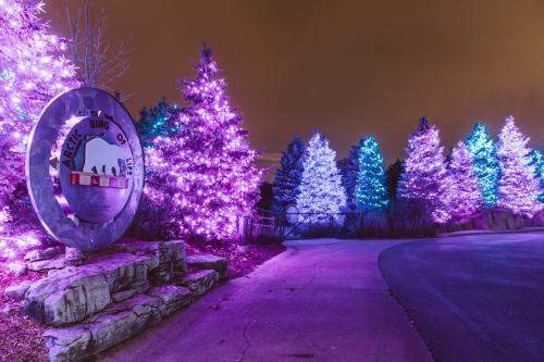 Colorful illuminated trees line a pathway, with a circular sign featuring a bear in the foreground.