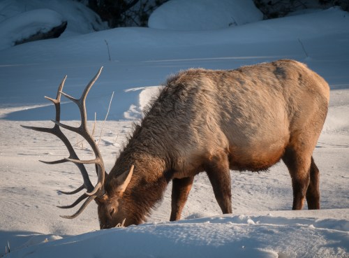 A large elk with impressive antlers grazes in a snowy landscape, illuminated by soft sunlight.