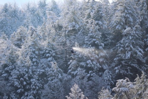 A snowy forest with tall evergreen trees, and a person using a snow blower among the branches.