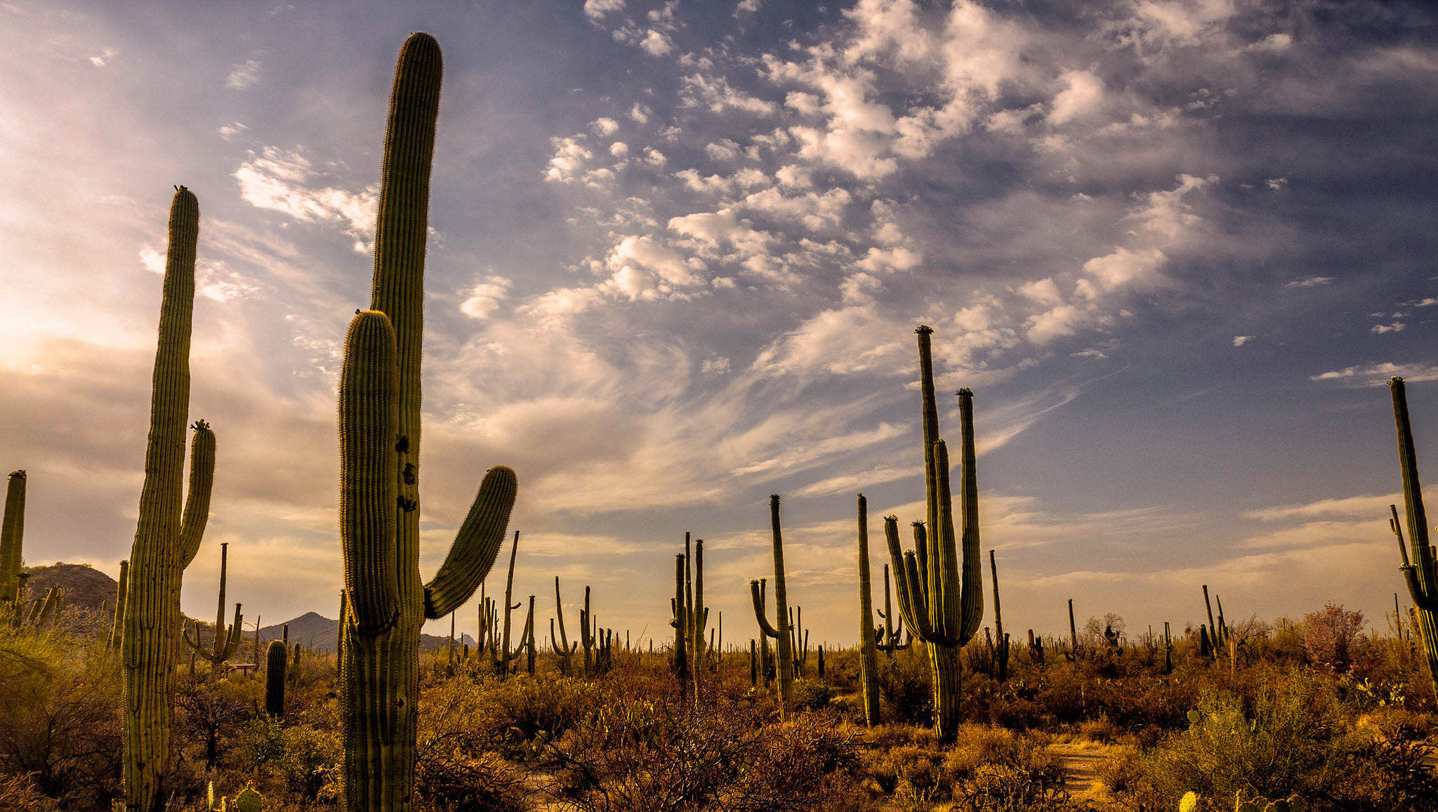 Saguaro National Park Is One Of The Most Beautiful Places In Arizona