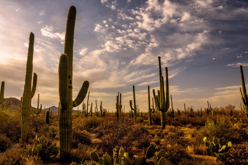 A desert landscape featuring tall cacti under a cloudy sky, with mountains in the background and scattered vegetation.