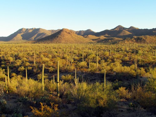 A desert landscape with tall cacti, rolling hills, and mountains under a clear blue sky.