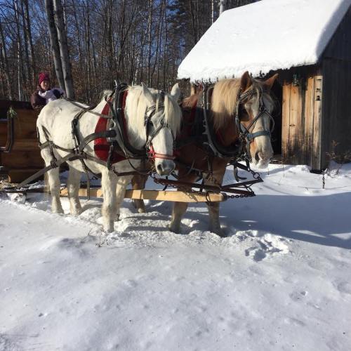 Two horses in harness pulling a wooden sled through snow, with a person in winter clothing nearby and a cabin in the background.