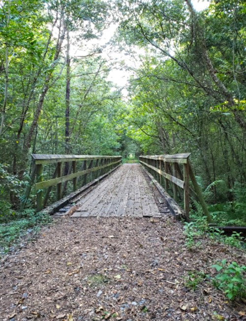 A wooden bridge spans a path through a lush, green forest, surrounded by trees and dappled sunlight.