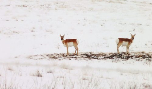 Two pronghorn antelope stand on a snowy landscape, looking towards the camera amidst a white, open field.