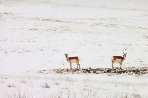 Two pronghorn antelope stand in a snowy field, surrounded by sparse grass and a winter landscape.