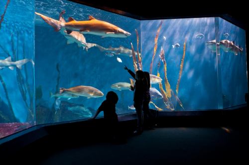 Two children point at sharks and fish swimming in a large aquarium, surrounded by vibrant underwater plants.