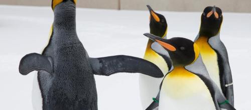 Four penguins in a snowy landscape, with one facing away and spreading its wings, while the others observe.