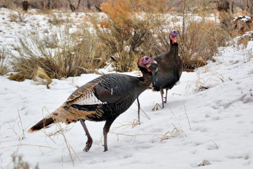 Two wild turkeys walking through a snowy landscape with sparse vegetation in the background.
