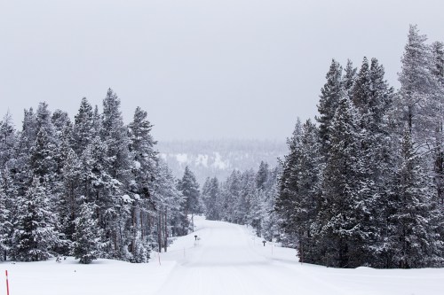 A snowy road lined with tall evergreen trees under a gray sky, creating a serene winter landscape.