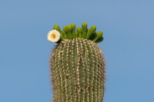 A tall cactus with green buds and a single white flower against a clear blue sky.