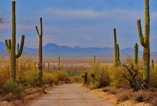 A dirt road leads through a desert landscape with tall cacti and distant mountains under a blue sky.