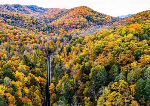 Aerial view of a winding road through vibrant autumn foliage in a mountainous landscape.