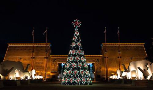 A brightly lit Christmas tree stands in front of a grand building, flanked by illuminated lion sculptures at night.