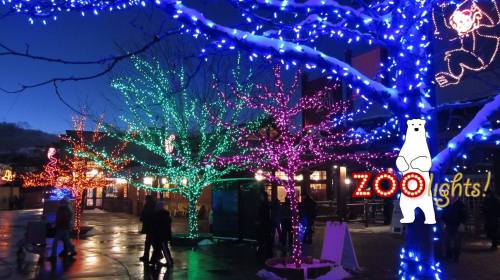 Colorful trees adorned with holiday lights at a zoo, with a polar bear graphic and "Zoo Lights!" text.