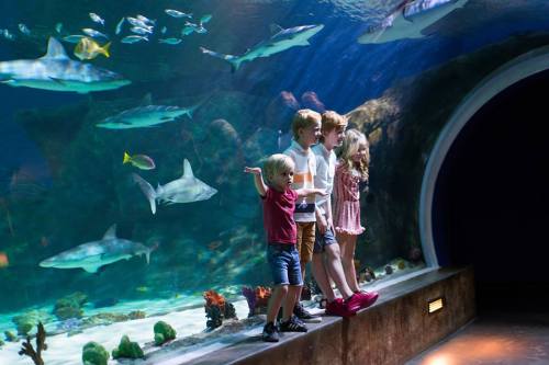 Four children stand by a large aquarium, watching sharks and colorful fish swim in the water.