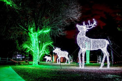 Illuminated reindeer and trees adorned with colorful lights in a nighttime park setting.
