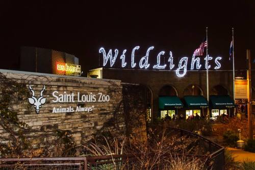 The entrance of the Saint Louis Zoo illuminated with "Wild Lights" sign at night, featuring festive decorations.