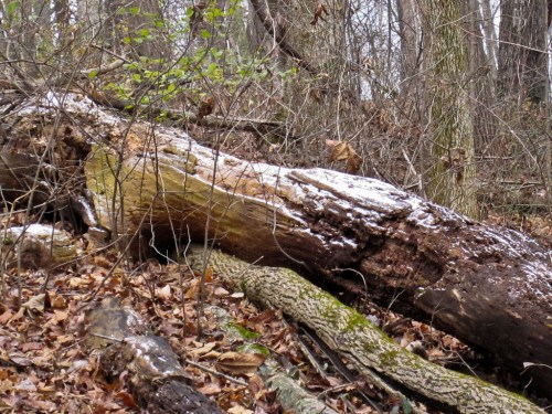 A fallen tree trunk covered in frost, surrounded by bare branches and fallen leaves in a forest setting.