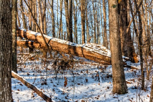 A fallen tree covered in snow, surrounded by tall trees in a winter forest setting.
