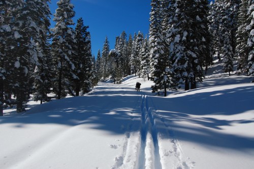 Two people walk along a snow-covered trail surrounded by tall, snow-laden trees under a clear blue sky.