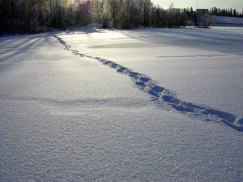 Footprints in sparkling snow lead across a serene, sunlit winter landscape.