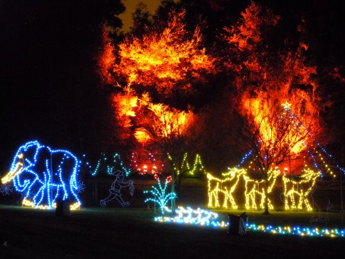 Colorful holiday lights illuminate an elephant, reindeer, and trees against a dark night sky.