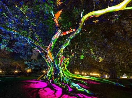 A vibrant tree illuminated with colorful lights, casting bright hues on its branches and surrounding ground at night.