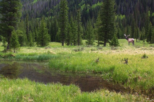 A serene landscape featuring a pond surrounded by lush green grass and trees, with a deer standing in the background.