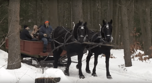 A horse-drawn sleigh with passengers travels through a snowy forest. Pine trees surround the scene.
