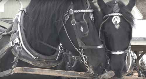 Two black horses wearing harnesses stand close together, with a snowy background and a person partially visible behind them.