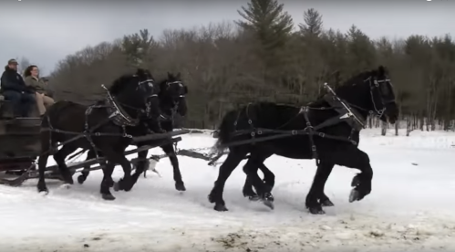 A team of three black horses pulling a sled through snowy terrain, with riders seated on the sled.