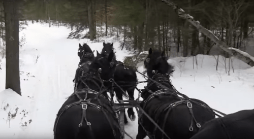 A team of four black horses pulling a sleigh through a snowy forest trail.