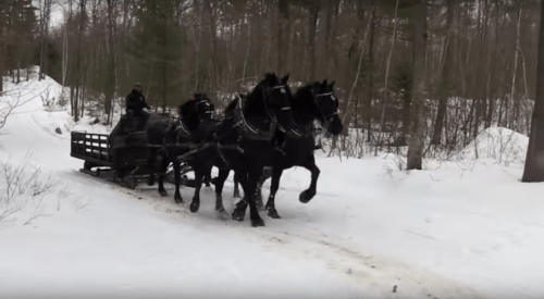 A team of four black horses pulling a sled through a snowy forest path.