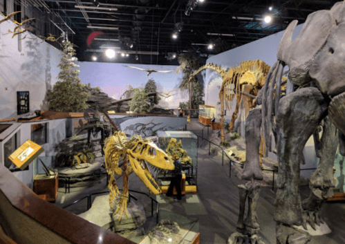 A museum exhibit featuring dinosaur skeletons and prehistoric displays in a spacious, well-lit environment.
