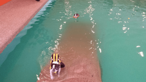 Two dogs in life jackets swimming in a pool, one closer to the camera and the other further away.