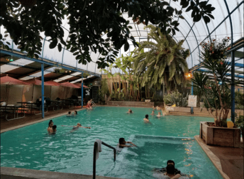 Indoor swimming pool surrounded by greenery, with people swimming and relaxing under a transparent roof.