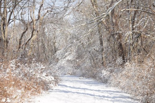 A snowy path winding through a forest, surrounded by trees and frosted branches.